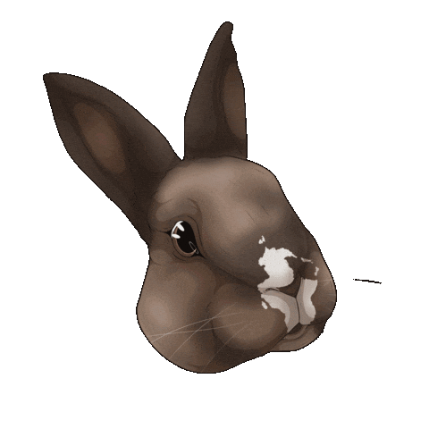 Rabbit Lapin Sticker