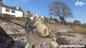 northern inuit litter GIF by Keep Britain Tidy