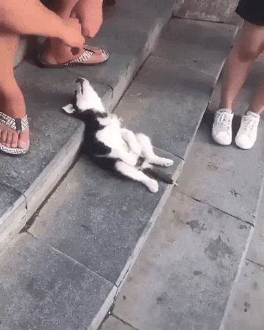 Dog Sleeping GIF by JustViral