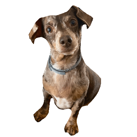 Kristin Coffey Pressley GIFs on GIPHY - Be Animated