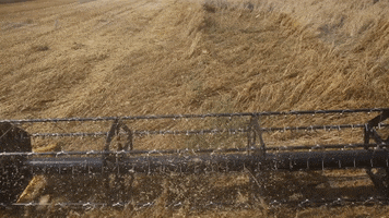 yamglutenvrij GIF