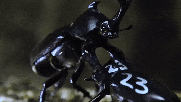 Beetle GIF by Science Friday