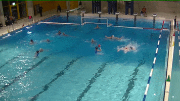 Sport Swimming GIF by Stadtmannschaft Zürich