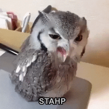 Video gif. A small white owl sits on a desk with an angry-looking expression. As it squawks at us, text approximates what it may be saying: "Stahp. Stahp!" and a longer, drawn-out "Stahp!"
