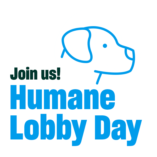 Tafa Sticker by Humane World for Animals