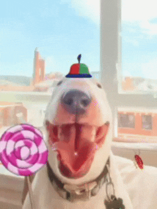 Happy Bull Terrier GIF