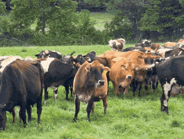 Cow GIF by Organic Valley
