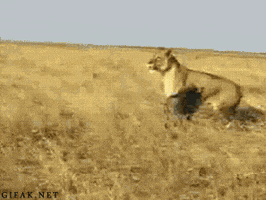 bored lions GIF