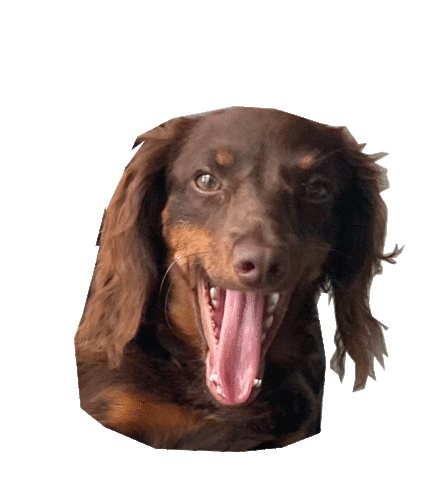 Dog Dragon Sticker