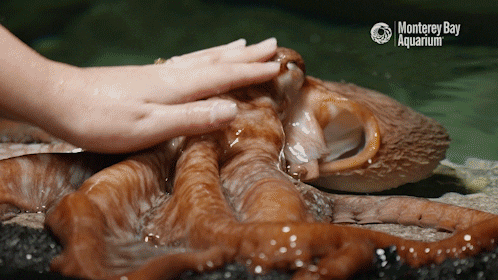 baby cuttlefish gif