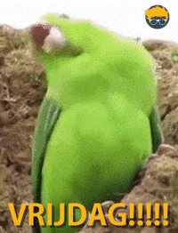 Funny-parrot GIFs - Get the best GIF on GIPHY