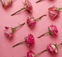 yourpoppyflowers love pink flower flowers GIF