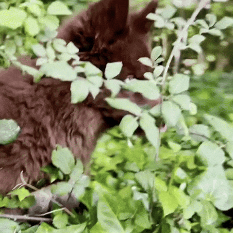 Red Husky GIF