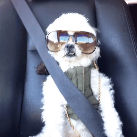 Road Trip Car GIF - Find & Share on GIPHY