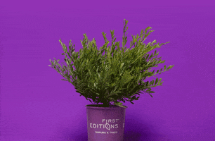 First Editions Shrubs & Trees GIF