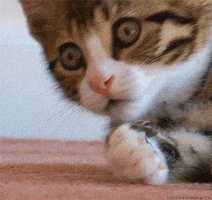 Video gif. A tiny tabby kitten covers its mouth with its paw as if it's shocked.