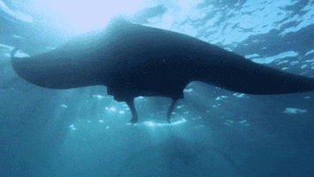 manta ray ocean GIF