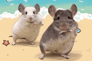 Chinchilla GIF