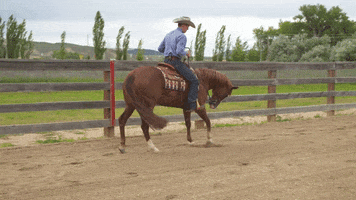 HorseandRider backup reining horserider sorrel GIF