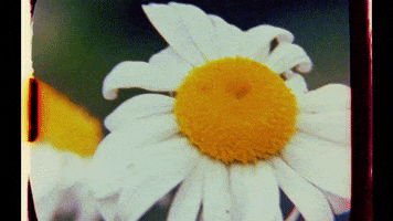 CraigRichardsCine summer flower yellow sunshine GIF
