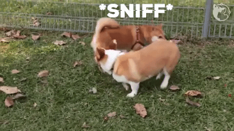 Dog Sniff GIFs - Get the best GIF on GIPHY