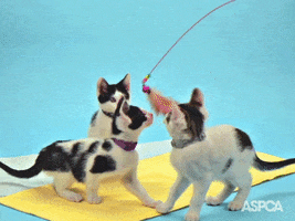 You Got This Cat GIF by ASPCA