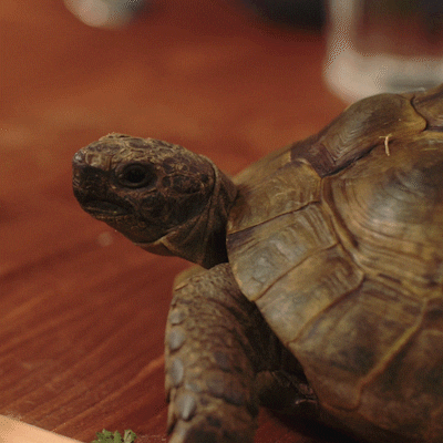 michaelyfilmproduktion turtle sr wg schildkrote GIF