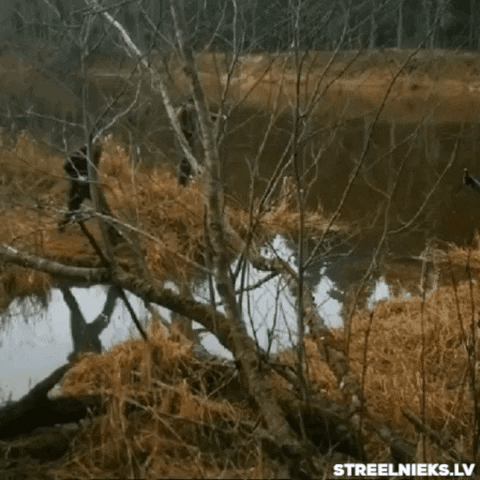 Excursionista cayéndose a un río y salpicando a otro