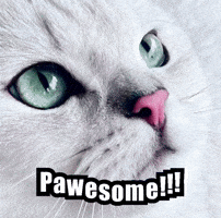Cute Cat GIF