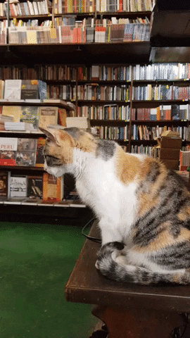 Librería El Virrey GIF