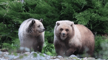 Best Friends Bff GIF by Woodland Park Zoo