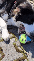 Border Collie Dog GIF by WDNK