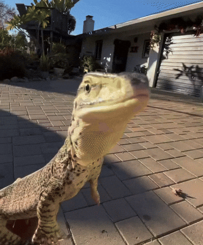 Monitor Lizard Venus GIF