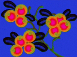 GIF by Solstice Festival