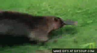 platypus
