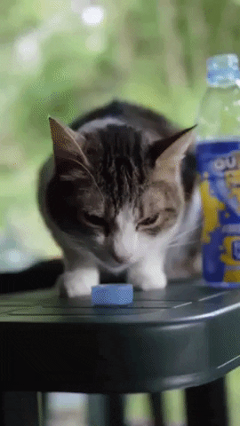 Team Queso GIF