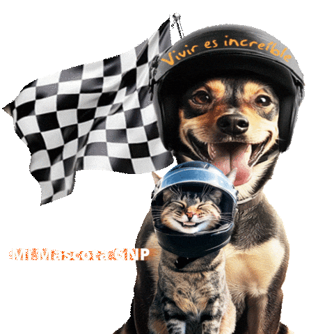 Ocesa Gnp Seguros Sticker by NASCAR México