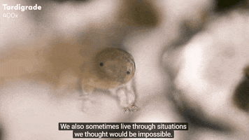 Live GIF