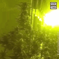 Drug Bust Smoking GIF by NowThis