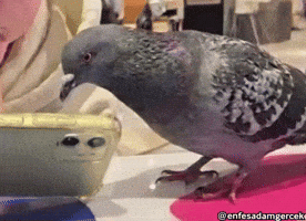 Look Looking GIF