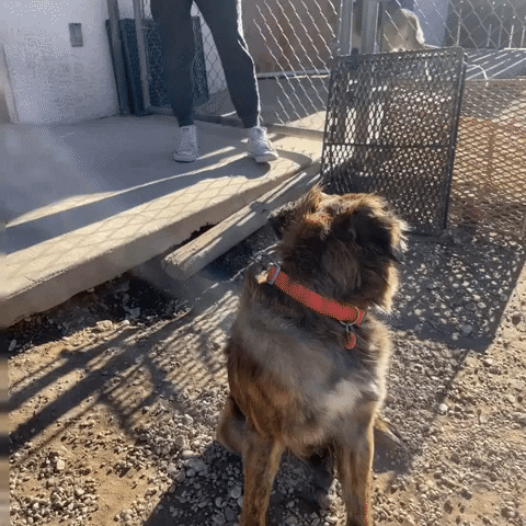 Shenandoah Shepherd Rescue GIF