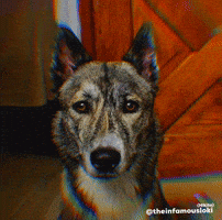 Nikita Lol GIF by Loki