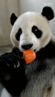 Panda Popsicle GIF