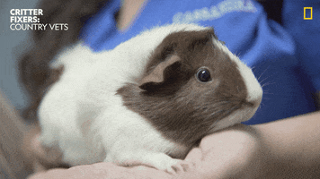 Nervous National Geographic GIF by Nat Geo Wild