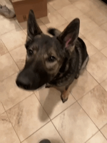 Shenandoah Shepherd Rescue GIF