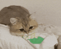 Cat Stare GIF