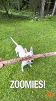 Best Friends Dogs GIF by Best Friends Animal Society