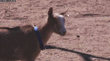Goat GIF Goat GIF