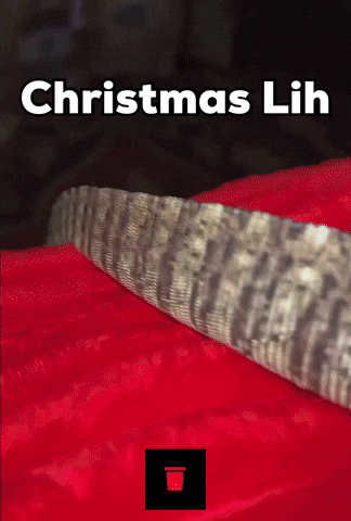 Monitor Lizard Funny Animals GIF