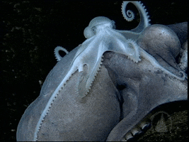 Octonation GIF by OctoNation® The Largest Octopus Fan Club!
